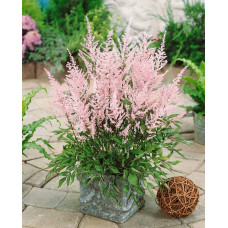 Астильба японська Європа | Астильба японская Европа | Astilbe Japonica Europa