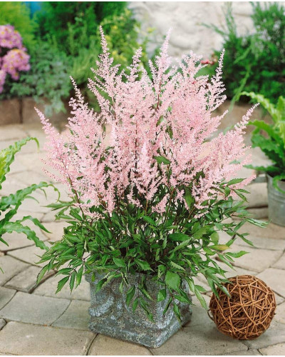 Астильба японська Європа | Астильба японская Европа | Astilbe Japonica Europa