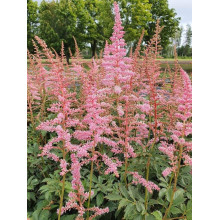 Астильба японська Європа | Астильба японская Европа | Astilbe Japonica Europa
