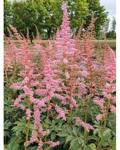 Астильба японська Європа | Астильба японская Европа | Astilbe Japonica Europa