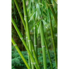 Бамбук Філостачіс Бісетті | Bambusa Phyllostachys Bissetii | Бамбук Филлостачис Бисетти