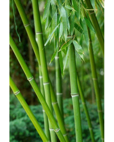 Бамбук Філостачіс Бісетті | Bambusa Phyllostachys Bissetii | Бамбук Филлостачис Бисетти