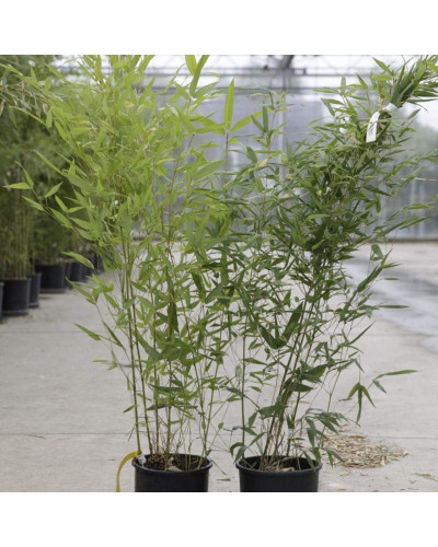 Бамбук Філостачіс Бісетті | Bambusa Phyllostachys Bissetii | Бамбук Филлостачис Бисетти