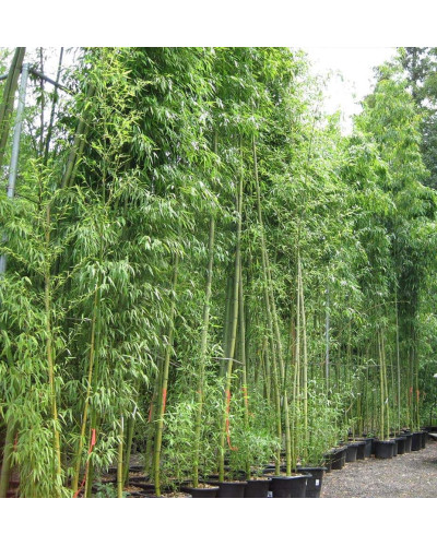 Бамбук Філостачіс Бісетті | Bambusa Phyllostachys Bissetii | Бамбук Филлостачис Бисетти