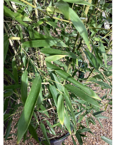 Бамбук Філостачіс Бісетті | Bambusa Phyllostachys Bissetii | Бамбук Филлостачис Бисетти