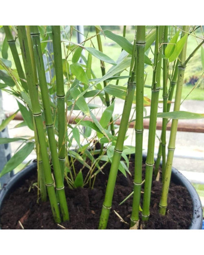 Бамбук Філостачіс Бісетті | Bambusa Phyllostachys Bissetii | Бамбук Филлостачис Бисетти