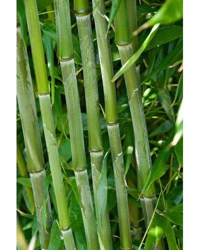 Бамбук Філостачіс Бісетті | Bambusa Phyllostachys Bissetii | Бамбук Филлостачис Бисетти