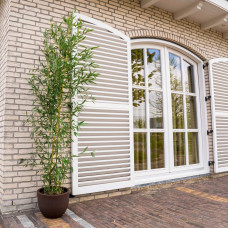 Бамбук Філостачіс Бісетті | Bambusa Phyllostachys Bissetii | Бамбук Филлостачис Бисетти
