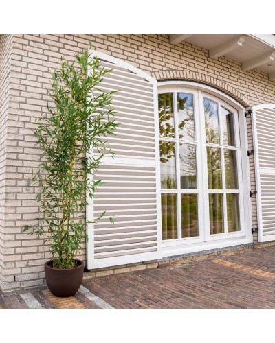 Бамбук Філостачіс Бісетті | Bambusa Phyllostachys Bissetii | Бамбук Филлостачис Бисетти
