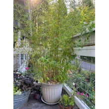 Бамбук Філостачіс Бісетті | Bambusa Phyllostachys Bissetii | Бамбук Филлостачис Бисетти