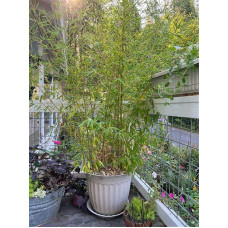 Бамбук Філостачіс Бісетті | Bambusa Phyllostachys Bissetii | Бамбук Филлостачис Бисетти