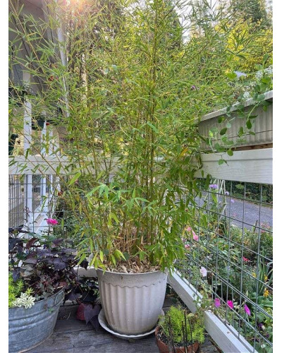 Бамбук Філостачіс Бісетті | Bambusa Phyllostachys Bissetii | Бамбук Филлостачис Бисетти