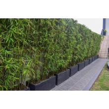 Бамбук Філостачіс Бісетті | Bambusa Phyllostachys Bissetii | Бамбук Филлостачис Бисетти