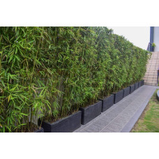 Бамбук Філостачіс Бісетті | Bambusa Phyllostachys Bissetii | Бамбук Филлостачис Бисетти