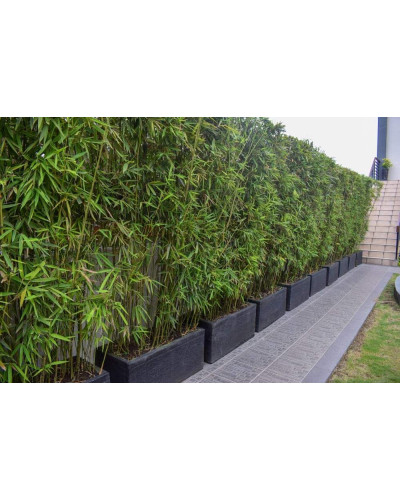 Бамбук Філостачіс Бісетті | Bambusa Phyllostachys Bissetii | Бамбук Филлостачис Бисетти