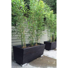 Бамбук Філостачіс Бісетті | Bambusa Phyllostachys Bissetii | Бамбук Филлостачис Бисетти