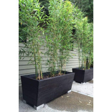 Бамбук Філостачіс Бісетті | Bambusa Phyllostachys Bissetii | Бамбук Филлостачис Бисетти
