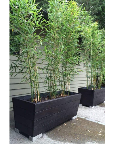 Бамбук Філостачіс Бісетті | Bambusa Phyllostachys Bissetii | Бамбук Филлостачис Бисетти