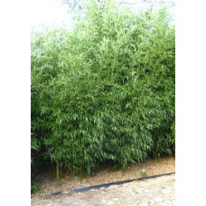 Бамбук Філостачіс Бісетті | Bambusa Phyllostachys Bissetii | Бамбук Филлостачис Бисетти