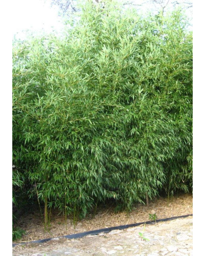 Бамбук Філостачіс Бісетті | Bambusa Phyllostachys Bissetii | Бамбук Филлостачис Бисетти