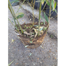 Бамбук Філостачіс Бісетті | Bambusa Phyllostachys Bissetii | Бамбук Филлостачис Бисетти