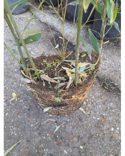 Бамбук Філостачіс Бісетті | Bambusa Phyllostachys Bissetii | Бамбук Филлостачис Бисетти
