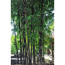 Бамбук чорний | Bambusa phyllostachys Nigra | Бамбук чёрный