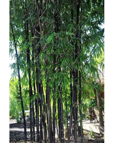 Бамбук чорний | Bambusa phyllostachys Nigra | Бамбук чёрный