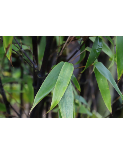 Бамбук чорний | Bambusa phyllostachys Nigra | Бамбук чёрный