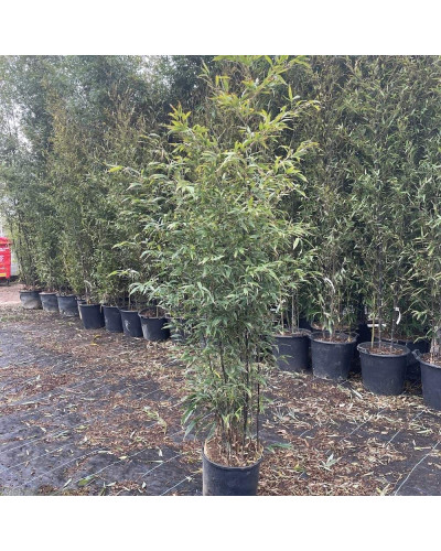 Бамбук чорний | Bambusa phyllostachys Nigra | Бамбук чёрный