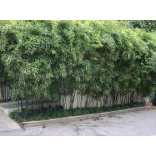 Бамбук чорний | Bambusa phyllostachys Nigra | Бамбук чёрный