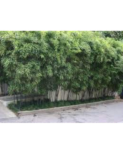 Бамбук чорний | Bambusa phyllostachys Nigra | Бамбук чёрный