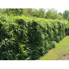Бамбук чорний | Bambusa phyllostachys Nigra | Бамбук чёрный