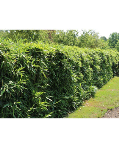 Бамбук чорний | Bambusa phyllostachys Nigra | Бамбук чёрный