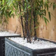 Бамбук чорний | Bambusa phyllostachys Nigra | Бамбук чёрный