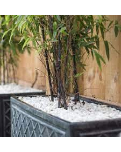 Бамбук чорний | Bambusa phyllostachys Nigra | Бамбук чёрный