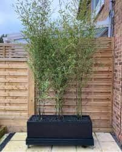 Бамбук чорний | Bambusa phyllostachys Nigra | Бамбук чёрный