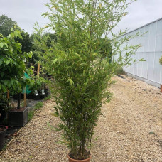 Бамбук чорний | Bambusa phyllostachys Nigra | Бамбук чёрный