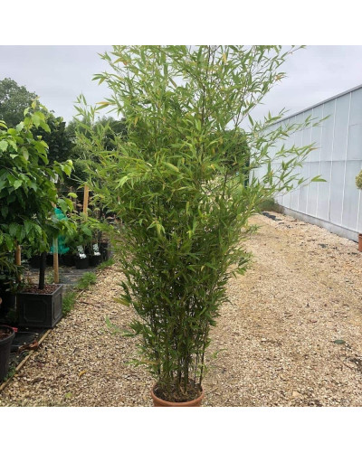 Бамбук чорний | Bambusa phyllostachys Nigra | Бамбук чёрный
