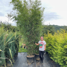 Бамбук чорний | Bambusa phyllostachys Nigra | Бамбук чёрный