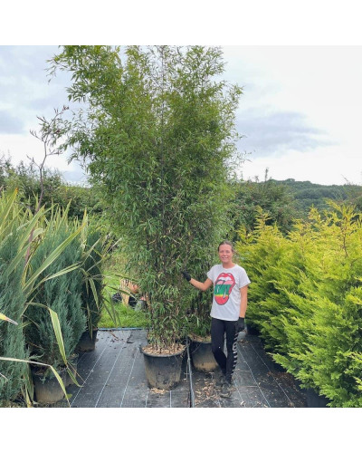 Бамбук чорний | Bambusa phyllostachys Nigra | Бамбук чёрный