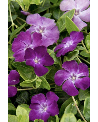 Барвінок малий Атропурпуреа | Барвинок малый Атропурпуреа | Vinca minor Atropurpurea