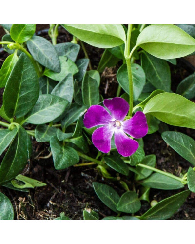 Барвінок малий Атропурпуреа | Барвинок малый Атропурпуреа | Vinca minor Atropurpurea