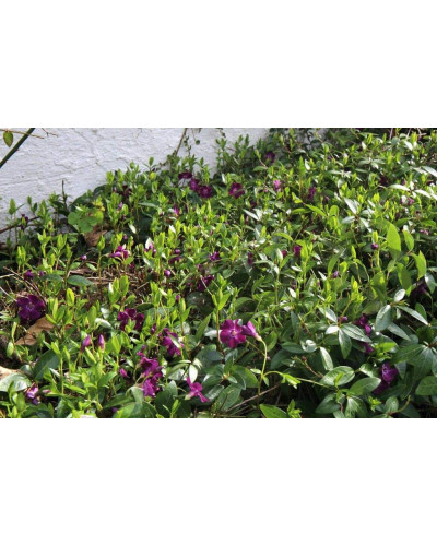 Барвінок малий Атропурпуреа | Барвинок малый Атропурпуреа | Vinca minor Atropurpurea