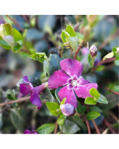 Барвінок малий Атропурпуреа | Барвинок малый Атропурпуреа | Vinca minor Atropurpurea