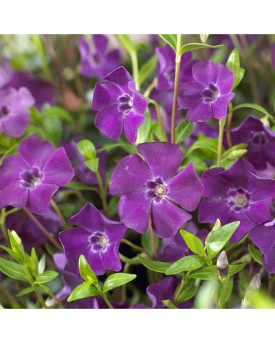 Барвінок малий Атропурпуреа | Барвинок малый Атропурпуреа | Vinca minor Atropurpurea