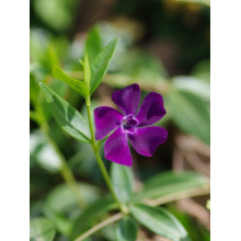 Барвінок малий Атропурпуреа | Барвинок малый Атропурпуреа | Vinca minor Atropurpurea