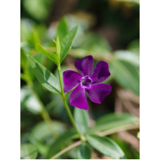 Барвінок малий Атропурпуреа | Барвинок малый Атропурпуреа | Vinca minor Atropurpurea