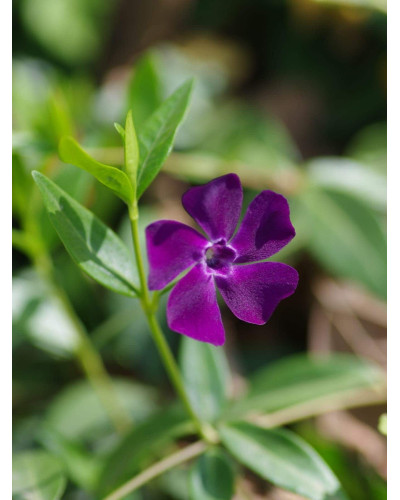 Барвінок малий Атропурпуреа | Барвинок малый Атропурпуреа | Vinca minor Atropurpurea