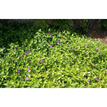 Барвінок малий Атропурпуреа | Барвинок малый Атропурпуреа | Vinca minor Atropurpurea